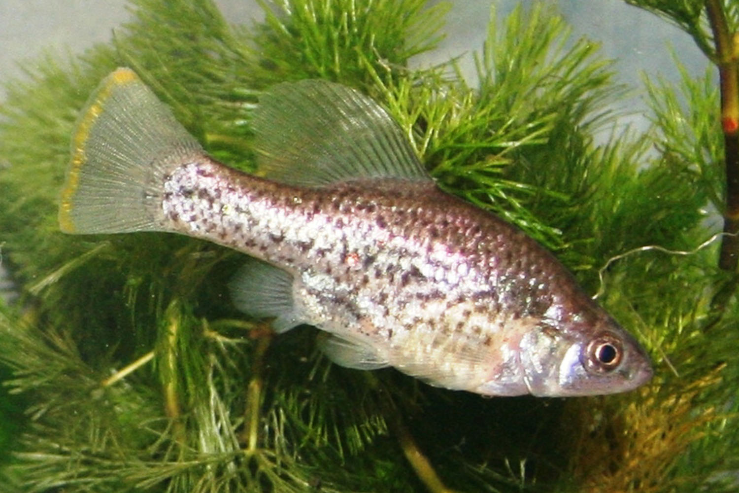 Chapalichthys peraticus