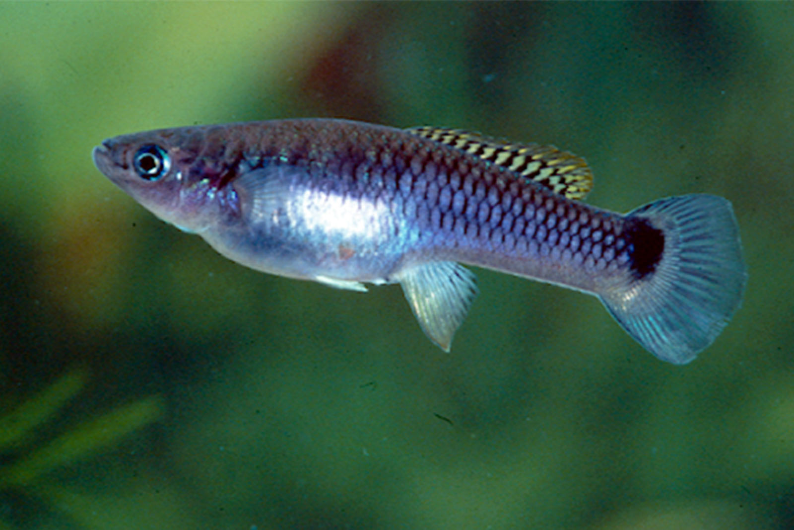 Pseudoxiphophorus bimaculatus