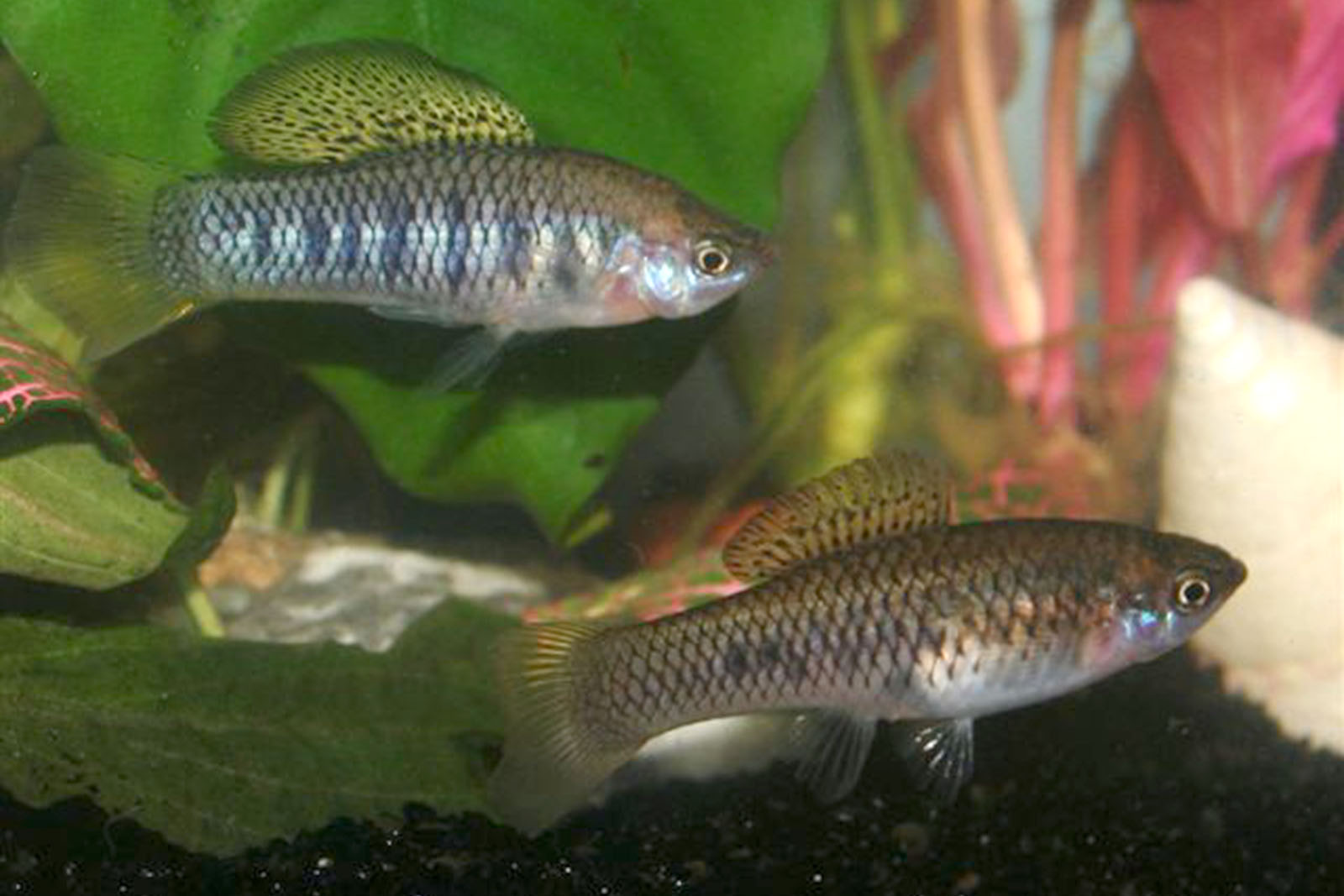 Xiphophorus birchmanni